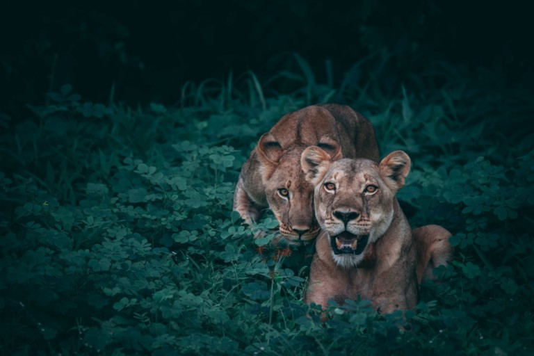 two lioness on green plants